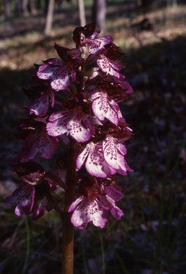 Orchis purpurea - La Font de l'Orme (06) - Orchis pourpre - 21/04/99