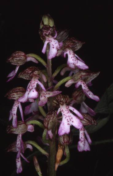 Orchis purpurea - Danjoutin (90) - Orchis pourpre - 7/05/02