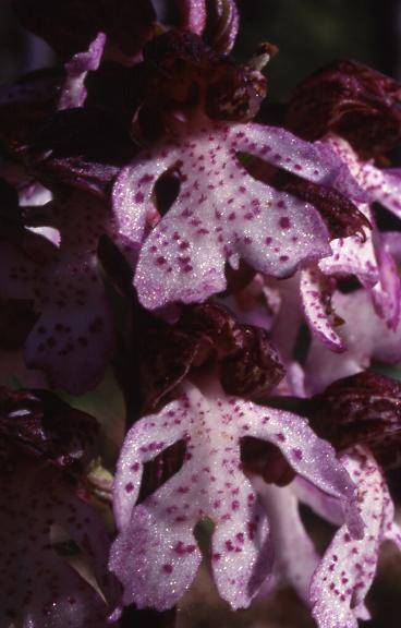 Orchis purpurea - La Font de l'Orme (06) - Orchis  pourpre - 25/04/99