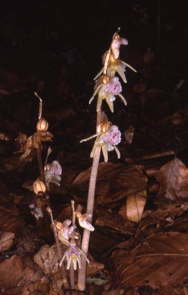 Epipogium aphyllum - Sallanches (74) - Epipogon sans feuilles - 25/07/01