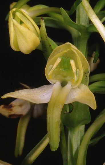 Platanthera chlorantha -  Riervescemont  (90) - Platanthère verte - 14/06/00