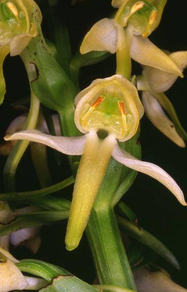 Platanthera chlorantha -  Riervescemont  (90) - Platanthère verte - 14/06/00
