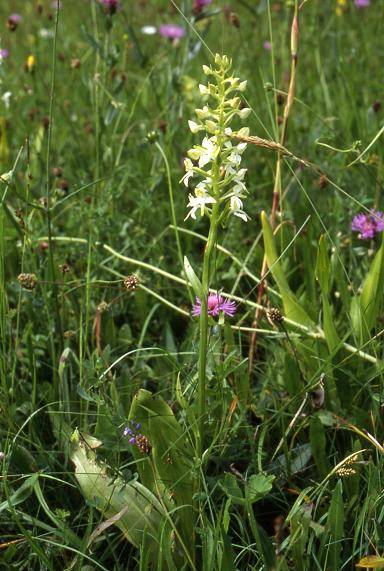 Platanthera chlorantha -  Riervescemont  (90) - Platanthère verte - 20/06/02