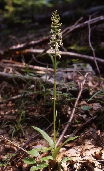 Platanthera bifolia - La Rixouse (39) - Platanthère à 2 feuilles - 4/06/00