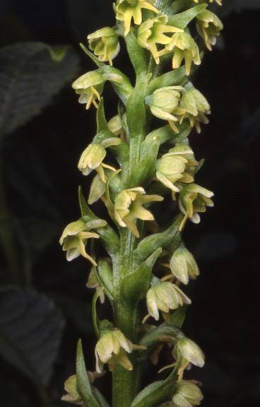 Pseudorchis albida var. tricuspis - Crêt de la Neige (01) - Orchis miel, orchis blanc - 4/07/99
