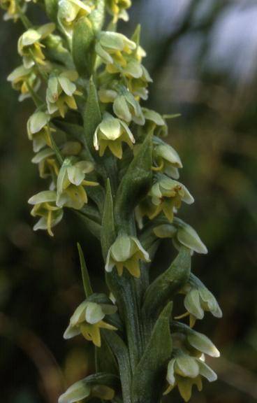 Pseudorchis albida var. tricuspis - Ballon d'Alsace (90) - Orchis miel, orchis blanc - 7/06/03