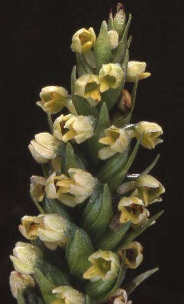 Pseudorchis albida var. albida - Ballon d'Alsace (90) - Orchis miel, orchis blanc - 3/07/01