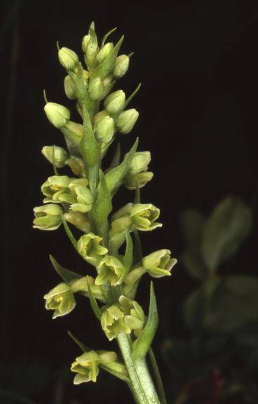 Pseudorchis albida var. albida - Ballon de Servance (70) - Orchis miel, orchis blanc - 20/06/02