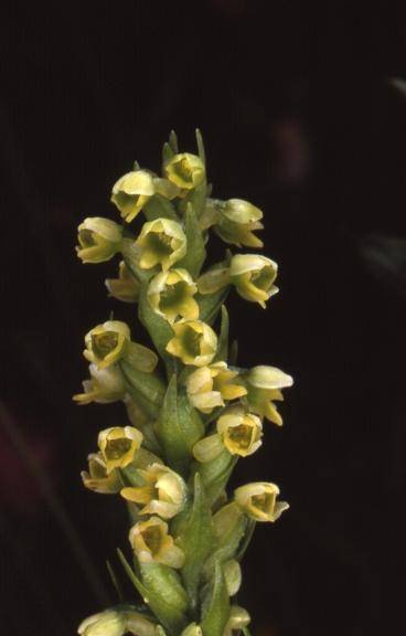 Pseudorchis albida var. albida - Ballon d'Alsace (90) - Orchis miel, orchis blanc - 3/07/01