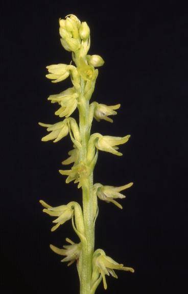 Herminium monorchis - Mambouhans (25) - Orchis musc - 13/06/00