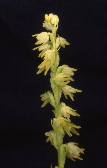 Herminium monorchis - Mambouhans (25) - Orchis musc - 13/06/00