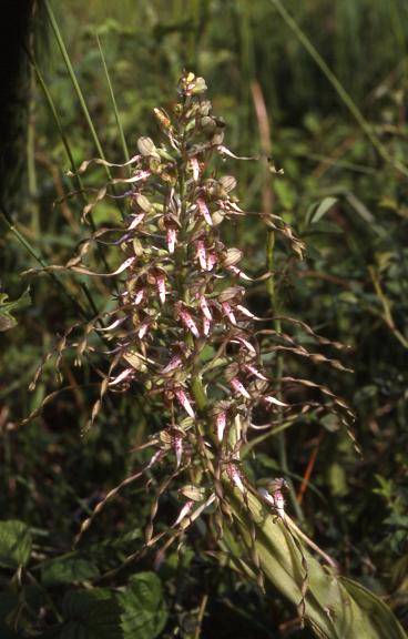 Himantoglossum hircinum - Belfort (90) - Orchis bouc - 16/05/00