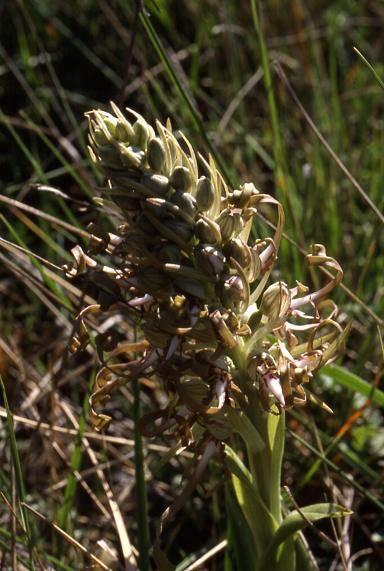 Himantoglossum hircinum - Saint-Paul en Forêt (83) - Orchis bouc - 20/04/01