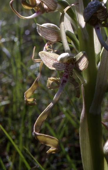 Himantoglossum hircinum - Belfort (90) - Orchis bouc - 8/05/99
