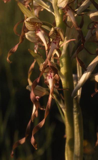 Himantoglossum hircinum - Vandoncourt (25) - Orchis bouc