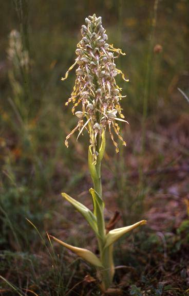 Himantoglossum hircinum - Belfort (90) - Orchis bouc - 11/05/00