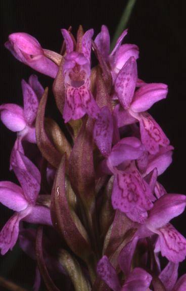 Dactylorhiza incarnata - Bessoncourt (90) - Orchis incarnat - 14/06/00