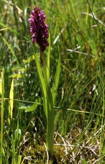 Dactylorhiza incarnata - Frasne (25) - Orchis incarnat - 5/07/02