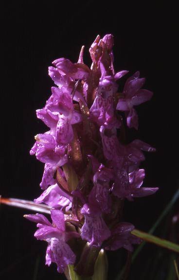 Dactylorhiza incarnata - Saint Colombe (25) - Orchis incarnat - 3/07/02