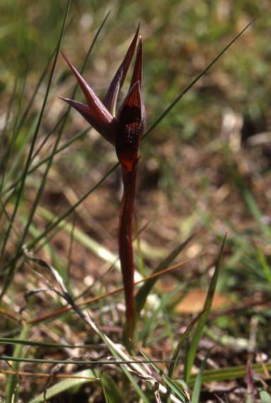 Serapias strictiflora - Catchéou (83) - Sérapias à fleurs raides - 20/04/01