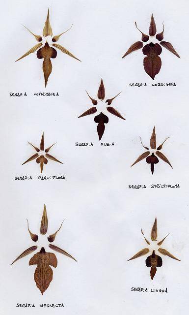 Serapias sp. : Eclatés de fleurs des espèces de sérapias de France continentale
