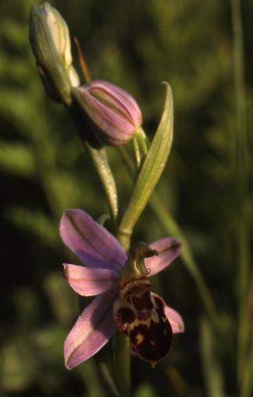 Ophrys apifera var. jurana - Chèvremont (90) - Ophrys abeille - 7/06/00