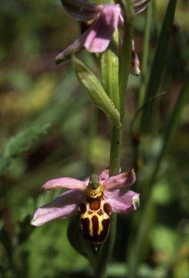Ophrys apifera var. jurana - Chèvremont (90) - Ophrys abeille - 17/06/02