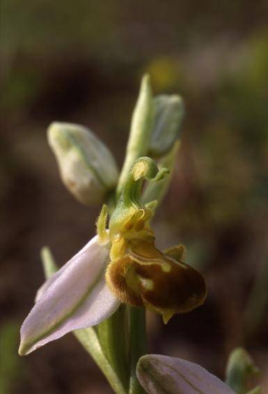 Ophrys apifera var. flavescens - Bermont (90) - Ophrys abeille - 30/06/01