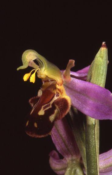 Ophrys apifera var. aurita - Andelnans (90) - Ophrys abeille - ?/06/04