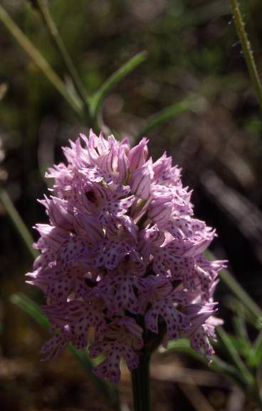 Orchis tridentata - Crussol (07) - Orchis tridenté (ou dentelé ou à trois dents) - 8/05/03