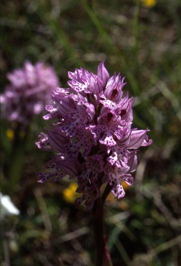 Orchis tridentata - Crussol - Orchis tridenté (ou dentelé ou à trois dents)