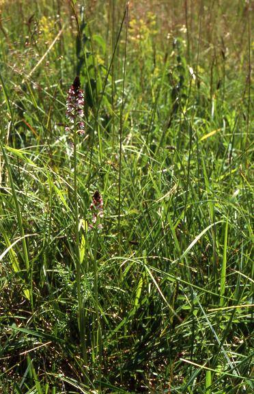 Orchis ustulata subsp. aestivalis - Vandoncourt (25) - Orchis brûlé d'été - 28/06/02
