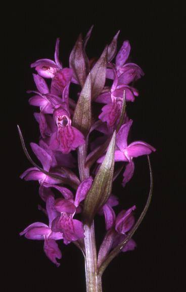 Dactylorhiza majalis -  Orchis de mai - Riervescemont  (90) - 7/05/00