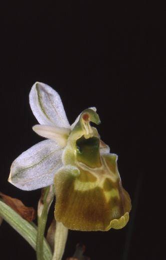 Ophrys fuciflora var. flavescens - Bollenberg (68) - Ophrys bourdon - 31/05/01