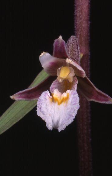 Epipactis palustris - Bessoncourt (90) - Epipactis (ou Helleborine) des marais - 25/06/00