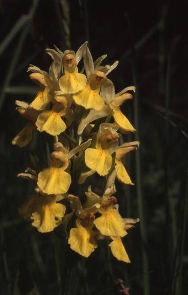 Dactylorhiza sambucina - Les Molunes (39) - Orchis sureau - 2/06/01