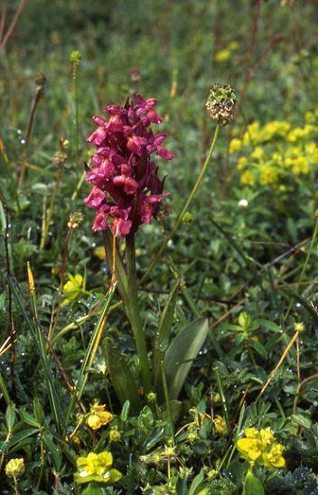 Dactylorhiza sambucina - Les Molunes (39) - Orchis sureau - 3/06/01