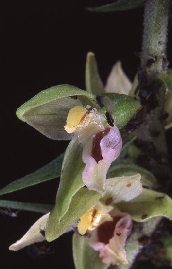 Epipactis muelleri - Villars le Sec (90) - Epipatis (ou Helleborine) de Müller - 9/07/02