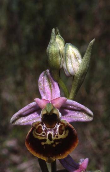 Ophrys fuciflora - Bollenberg (68) - Ophrys bourdon - 20/05/01