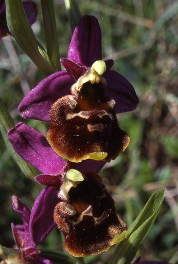 Ophrys fuciflora - Bollenberg (68) - Ophrys bourdon - 20/05/01