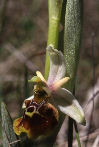 Ophrys fuciflora - Bollenberg (68) - Ophrys bourdon - 10/05/02