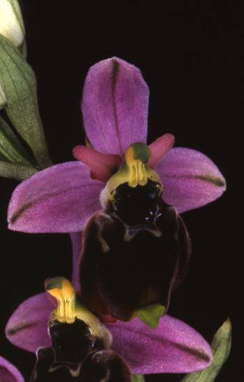 Ophrys fuciflora - La Devia (39) - Ophrys bourdon - 2/06/01