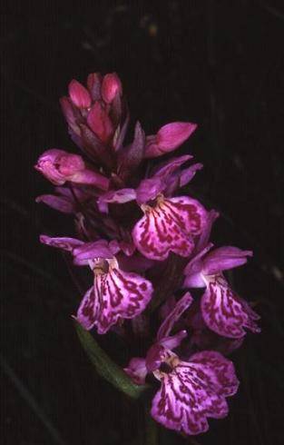 Dactylorhiza alpestris - Mont Rosset (73) - Orchis alpestre - 19/07/01