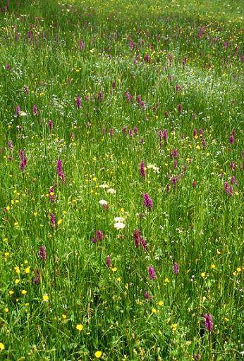 Dactylorhiza majalis -  Orchis de mai - Riervescemont  (90) - 24/05/01