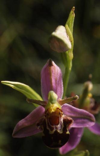 Ophrys apifera var. aurita - Bermont (90) - Ophrys abeille - 30/05/01