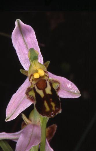 Ophrys apifera lusus trollii - Dasle (25) - Ophrys abeille - 6/06/99