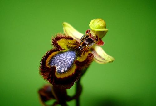 Ophrys ciliata (ou speculum) - Algarve (Portugal) - Ophrys miroir - 2/04/02
