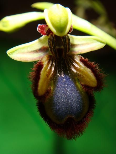 Ophrys ciliata (ou speculum) - Algarve (Portugal) - Ophrys miroir - 2/04/02