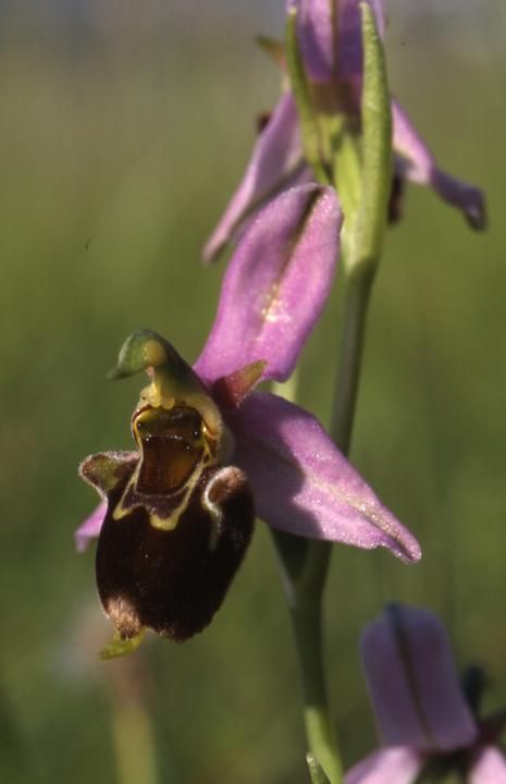 Ophrys apifera x fuciflora - Sabot de Frotey - 30/05/01