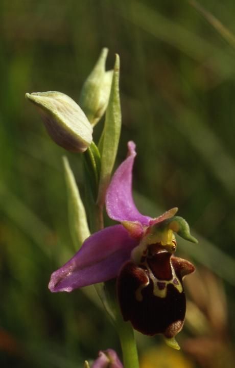 Ophrys apifera x fuciflora - Sabot de Frotey (70) - 24/05/01
